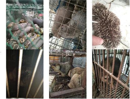 Imágenes de animales vivos a la venta en el mercado de Huanan tomadas por los científicos chinos.
