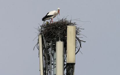 Con el nido ya acabado en la torreta de telefonía, las cigüeñas se disponen a criar a sus pollos.