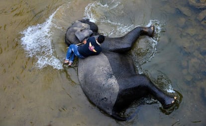 Un 'mahout' (o cuidador de elefantes) baña a un ejemplar de elefante de Sumatra, una subespecie del elefante asiático en peligro de extinción, en un río en el corredor animal de Trumon, en el área de Leuser, provincia de Aceh del Sur (Indonesia).