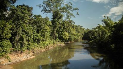 Los expertos ya lo han advertido en incontables oportunidades: un calentamiento de más de 1,5 grados puede hacer colapsar la selva. Hablar de Amazonia es hablar de agua, de dióxido de carbono. Es hablar del río más largo y caudaloso, ancho y más profundo, con una de las mayores reservas de agua dulce del planeta. En la imagen, un paisaje de Gareno.