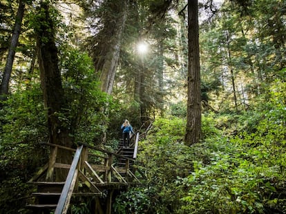 El bosque Cathedral Grove, en la isla de Vancouver (Canadá).