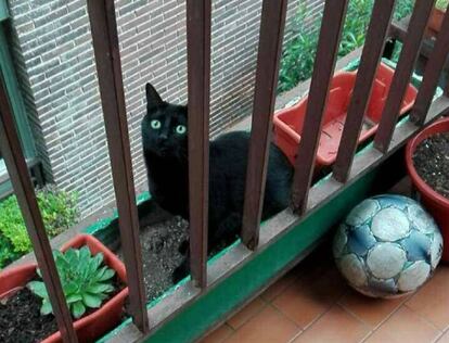 'Saba', la gata que no es cuqui.