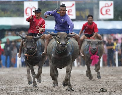 Tres jockeys compiten durante la carrera anual de bfalos en la provincia de Chonburi (Tailandia).