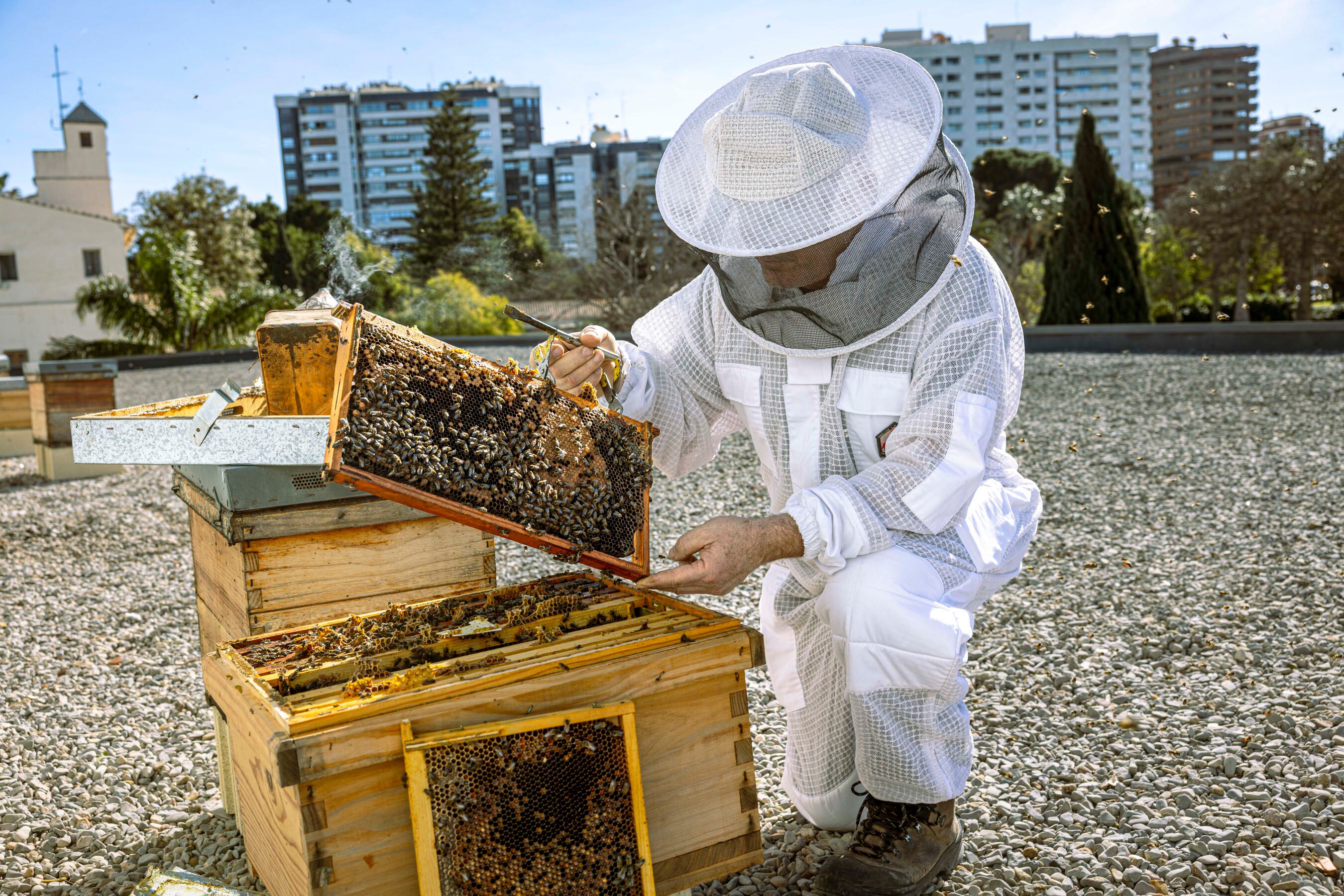 Abejas de ciudad: las colmenas municipales en Valencia ya producen 450 kilos de miel al año