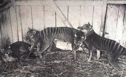 El último tigre de Tasmania murió en cautiverio en 1936.