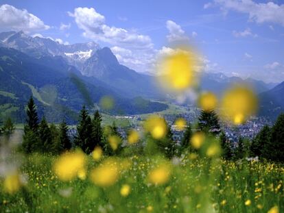 Flores amarillas frente a los Montes de Mieming y del Wetterstein Garmisch-Partenkirchen.