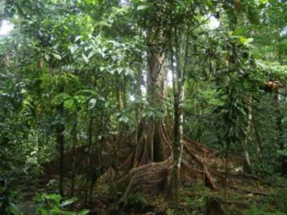 La selva en Yasuní