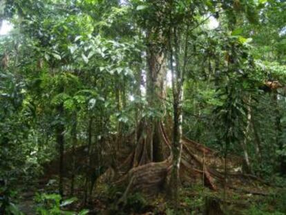 La selva en Yasun&iacute;