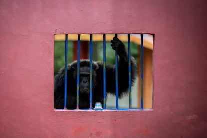 Los chimpancés son los principales protagonistas de este santuario de medio millón de metros cuadrados, pero en el que también conviven otros tipos de simios, aves, leones y osos rescatados por las autoridades regionales de circos y zoos, así como de redes de tráficos de animales.