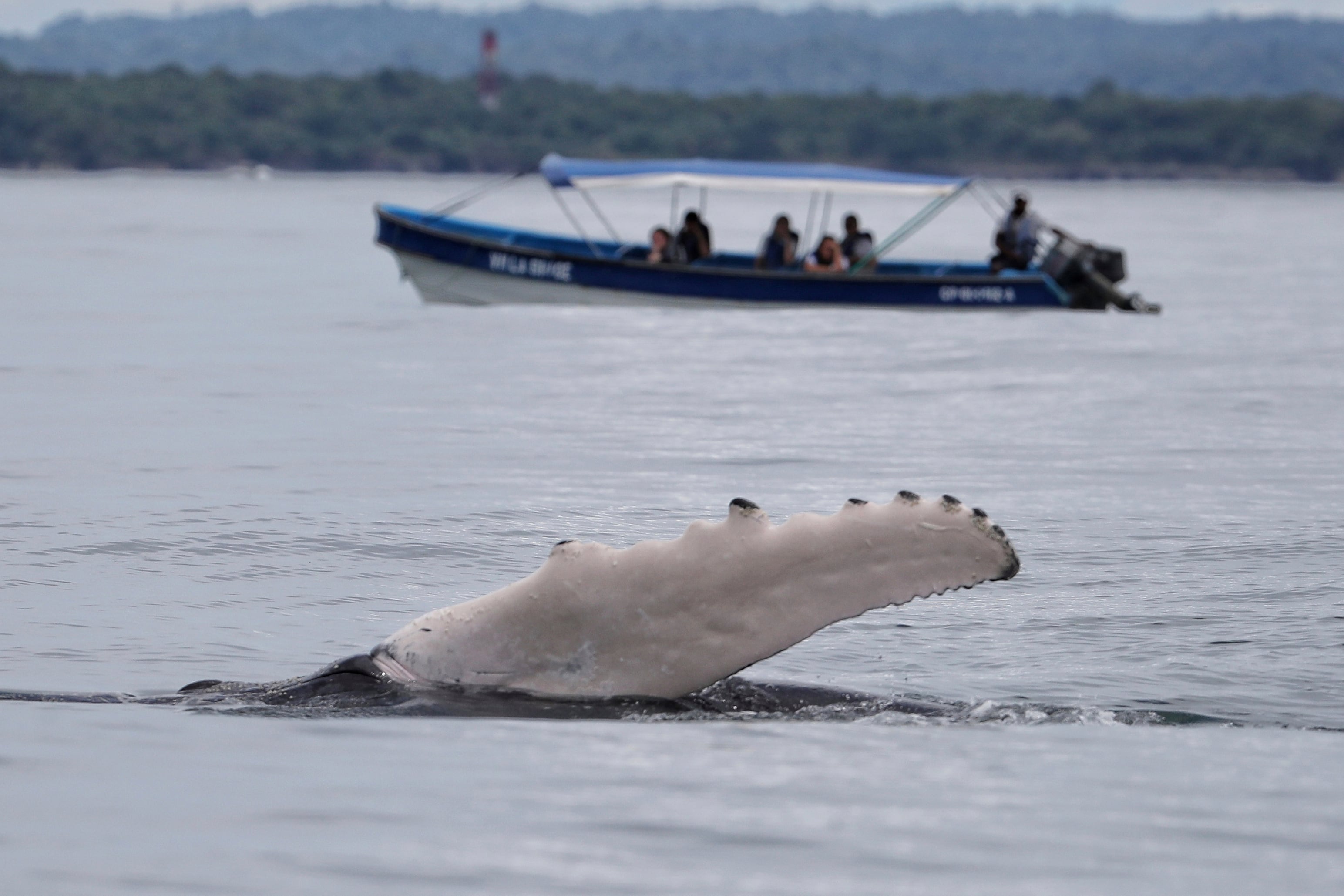 ¿Cómo cuidar a las ballenas mientras haces turismo?