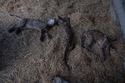 Los tres cachorros de puma.