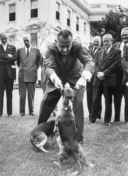 Lyndon Johnson, with his two beagle dogs, 'Him' and 'Her', in 1964, in an image that caused controversy due to the way the president pulled their ears.