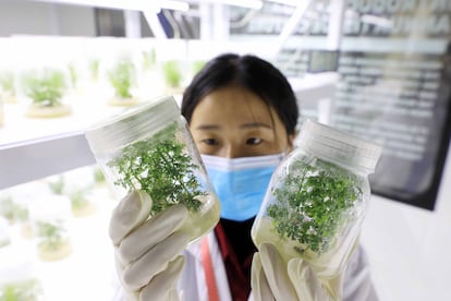 Una investigadora observa una muestra de la planta 'Artemisia annua' en un banco de germoplasma de China.
