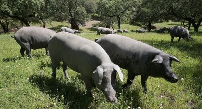 Cerdos ib&eacute;ricos en una dehesa de Badajoz. 