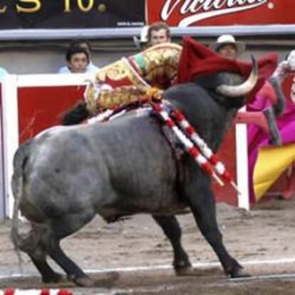 El torero madrileño José Tomás es cogido por su segundo toro de la tarde de nombre "Navegante" de la ganadería de Santiago