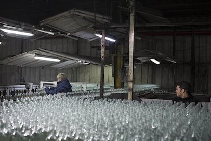 In this Wednesday, Jan. 27, 2016 photo, glass bottles move on the production line at the Phoenicia Glass Works Ltd. factory in the southern Israeli town of Yeruham. Factory workers grind these rejects into shards and pile them outside. Recycled glass bottles from across the country are sent here and ground up, too. The glass pieces are shoveled into the ovens to be fired into new glass bottles. Sand, the basic ingredient of glass, is hauled in from a nearby desert quarry. (AP Photo/Oded Balilty)