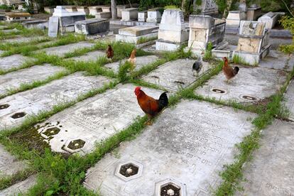 Lápidas partidas e invadidas por la maleza reflejan el deterioro del cementerio judío más grande del Magreb.