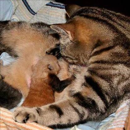 La gata amamanta al osezno de panda rojo en una imagen tomada el 3 de julio