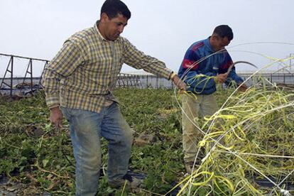 Dos inmigrantes trabajan en un invernadero derribado por el granizo en El Ejido (Almería).