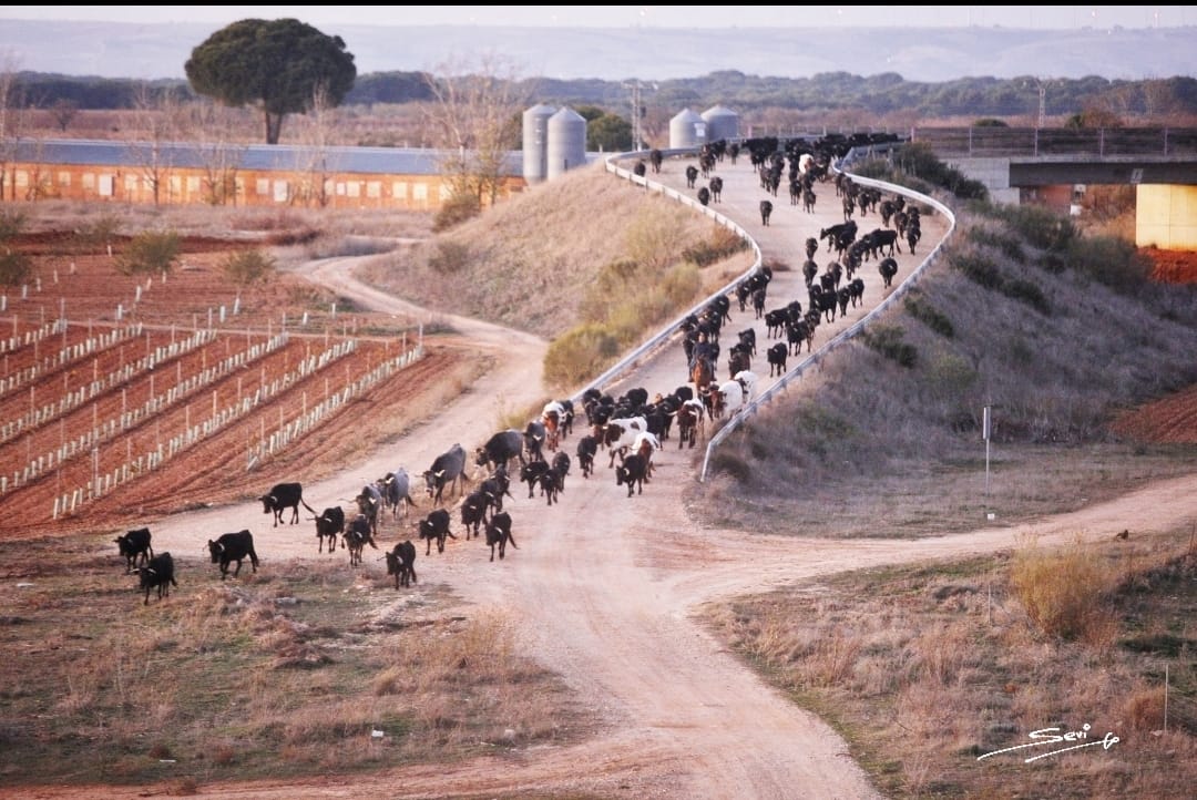 La manada de Alicia Chico, camino de las tierras andaluzas.