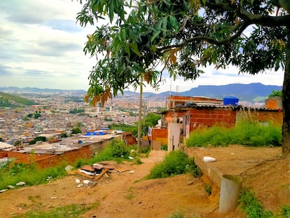 Un árbol de mangos en las favelas del Complexo Penha.