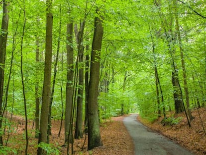 Bosque en las Montañas de Rauen, Brandenburgo (Alemania).