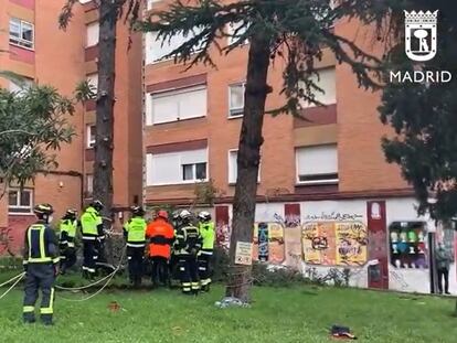 Varios bomberos retiran un árbol en un edificio del madrileño barrio de Canillas.