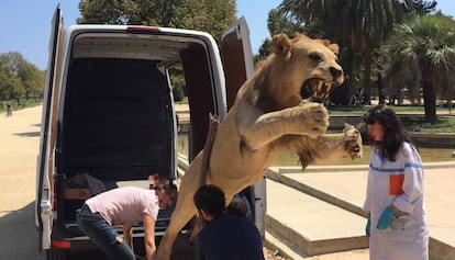 The stuffed lion seized by the Civil Guard.