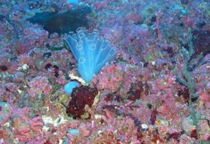 Indemares ha permitido conocer fondos marinos hasta ahora inexplorados.