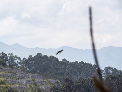 Águila