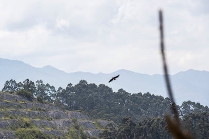 Águila