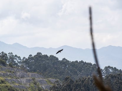Un pigargo planea en el cielo de Ribadedeva, en el este de Asturias, a finales de mayo.