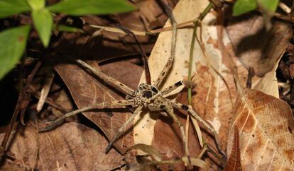 Una araña de Malasia, uno de los pequeños depredadores que se ven más afectados por la pérdida de hábitat.