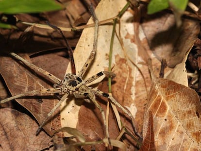 Una araña de Malasia, uno de los pequeños depredadores que se ven más afectados por la pérdida de hábitat.