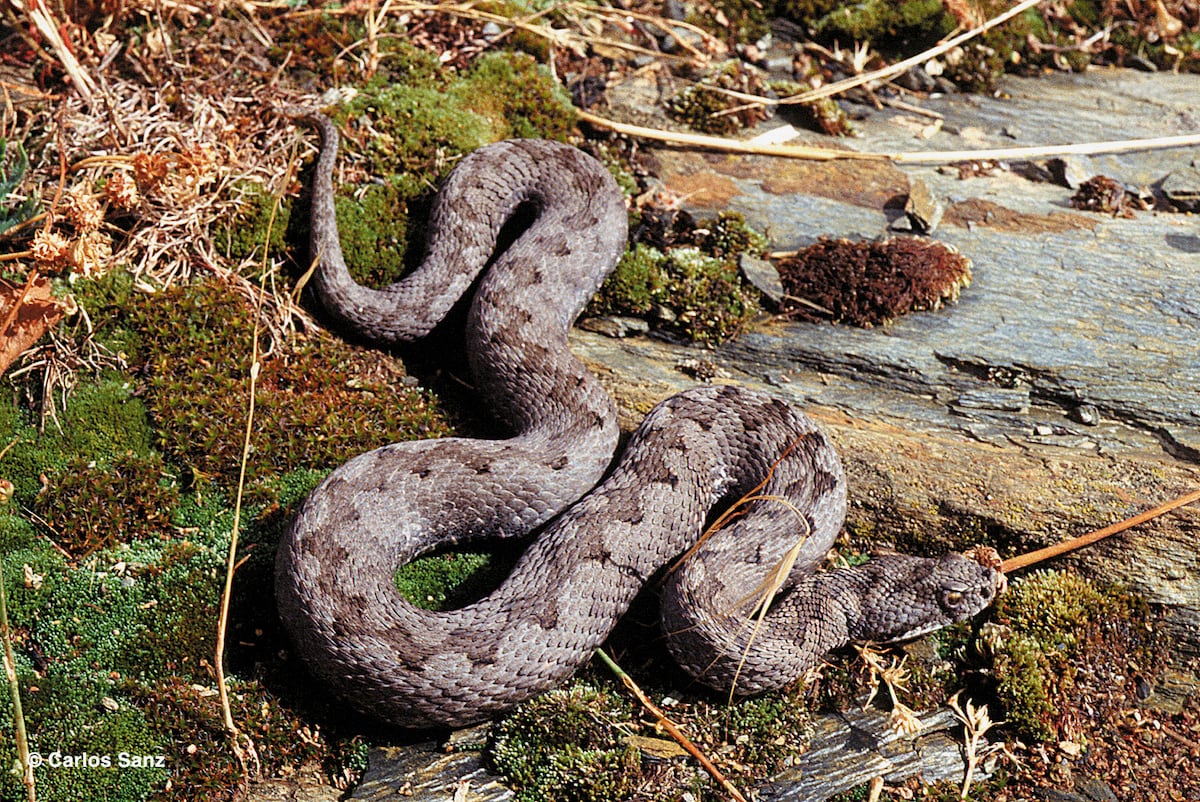 Mitos y verdades sobre mordeduras y picaduras venenosas: cuánto ocurren y cómo actuar
