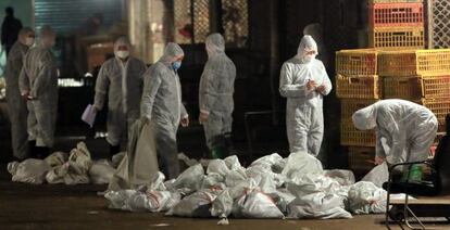 Técnicos sanitarios chinos recogen en bolsas pollos muertos en un mercado de Shanghái.