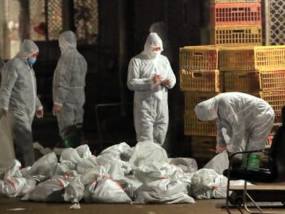 Técnicos sanitarios chinos recogen en bolsas pollos muertos en un mercado de Shanghái.