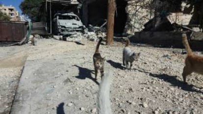 Na imagem, fornecida por Mohamed Alaa, vê-se a destruição do refúgio de gatos que Alaa mantinha em Hanano