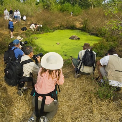 Ecuador, uno de los países con mayor biodiversidad, sobre todo en las islas Galápagos y en el oriente amazónico, mejora sus conexiones aéreas tras la apertura del nuevo aeropuerto de Tababela, en Quito. Iberia acaba de estrenar una ruta sin escalas a la capital ecuatoriana (antes, la vuelta se hacía vía Guayaquil), y de la fusión entre la aerolínea chilena Lan y la brasileña Tam llegan nuevas rutas interiores, como la que permite viajar a las islas Galápagos por unos 300 euros, ida y vuelta. Hasta ahora, la forma más habitual de visitar el archipiélago era en un crucero, pero cada vez más viajeros demandan estancias más largas en tierra, aprovechando los campamentos de safari y los lodges que se han abierto en algunas de las islas. El turismo sostenible también ha llegado a la Amazonia ecuatoriana, con iniciativas como las del centro de ecoturismo Yachana Lodge o el Huaorani Lodge, que ofrecen alojamiento y rutas por el río Napo y sus afluentes en colaboración con las comunidades huaoranis que viven en la región.  En la foto, una tortuga gigante en la isla de Santa Cruz, en el archipiélago de las Galápagos.  Más información en: www.vivecuador.com, www.yachana.com y www.huaorani.com.