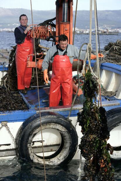 Un barco recoge, en Vilanova de Arousa, la primera partida de mejillón ecológico para la conservera Pérez Lafuente.