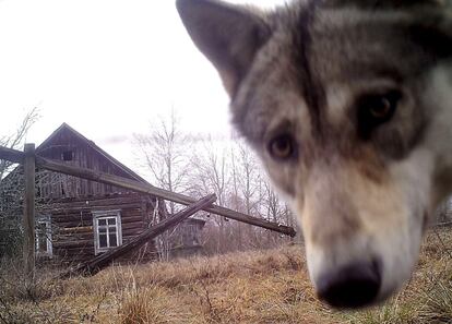 A wolf looks into the camera at the 30 km (19 miles) exclusion zone around the Chernobyl nuclear reactor in the abandoned village of Orevichi, Belarus, March 2, 2016. What happens to the environment when humans disappear? Thirty years after the Chernobyl nuclear disaster, booming populations of wolf, elk and other wildlife in the vast contaminated zone in Belarus and Ukraine provide a clue. On April 26, 1986, a botched test at the nuclear plant in Ukraine, then a Soviet republic, sent clouds of smouldering radioactive material across large swathes of Europe. Over 100,000 people had to abandon the area permanently, leaving native animals the sole occupants of a cross-border "exclusion zone" roughly the size of Luxembourg. Photo taken with trail camera.  REUTERS/Vasily Fedosenko   SEARCH "WILD CHERNOBYL" FOR THIS STORY. SEARCH "THE WIDER IMAGE" FOR ALL STORIES   TPX IMAGES OF THE DAY