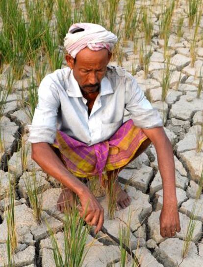 La tierra de cultivo seca de un granjero en Assam (India) en 2014.