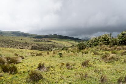 An area of the moorland that is in the process of regenerating.