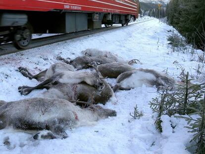 Renos atropellados por el tren cerca de Mosjoen, en el norte de Noruega.