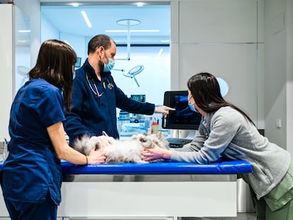 El fulgor de las mascotas aúpa a los veterinarios