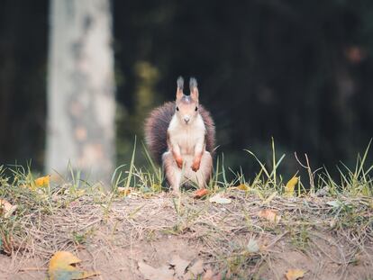 Una ardilla en el paraje natural de Fuentes del Marques (Región de Murcia).