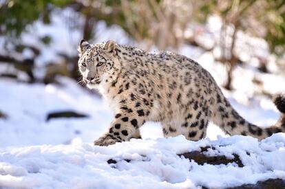 El leopardo de las nieves ha dejado de existir en buena parte de su territorio original. En la imagen, un ejemplar del Zoo del Bronx, en Nueva York.