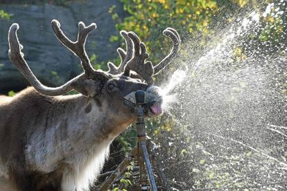 La carib 'Lindsay' se refresca con agua de un aspersor en el zoo de Hanover (Alemania).