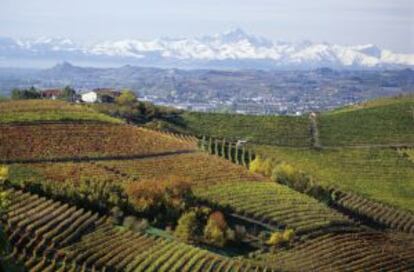 Viñedos en los alrededores de Barbaresco, en la región del Piamonte, al norte de Italia.