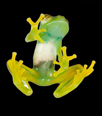 'Espadarana' es un género de anfibios anuros de la familia de las ranas de cristal.